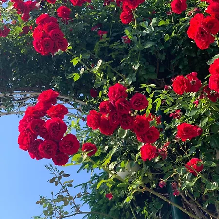 Kambani 1 Апартаменты Свети-Влас