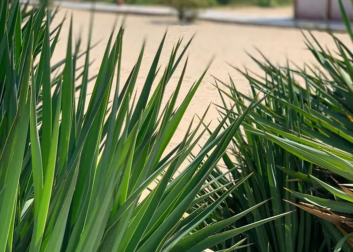 Kambani 1 * Sveti Vlas