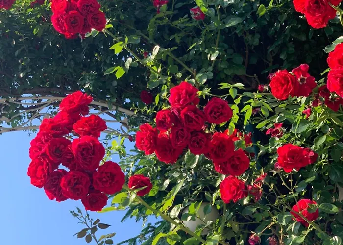 Kambani 1 Apartman Szveti Vlasz